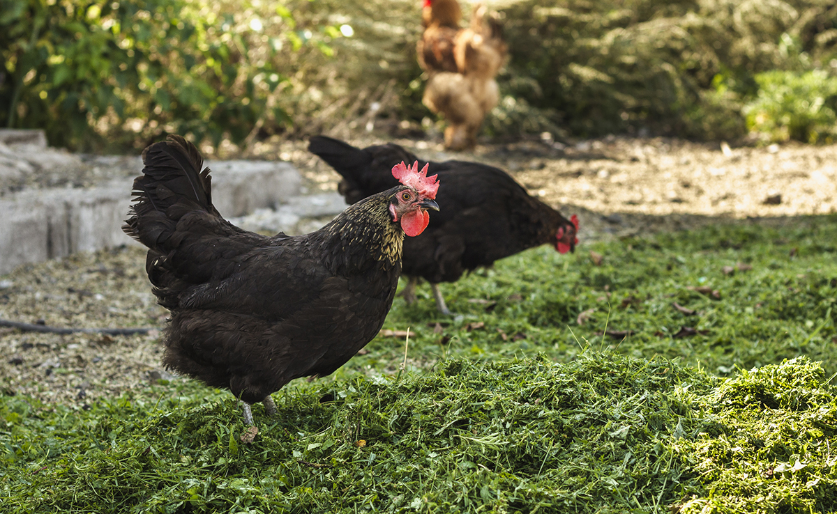 10 plantes bénéfiques pour les poules