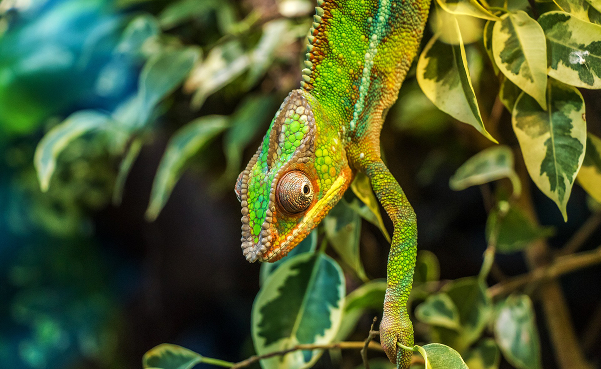 7 super-pouvoirs des animaux qui vont vous étonner !