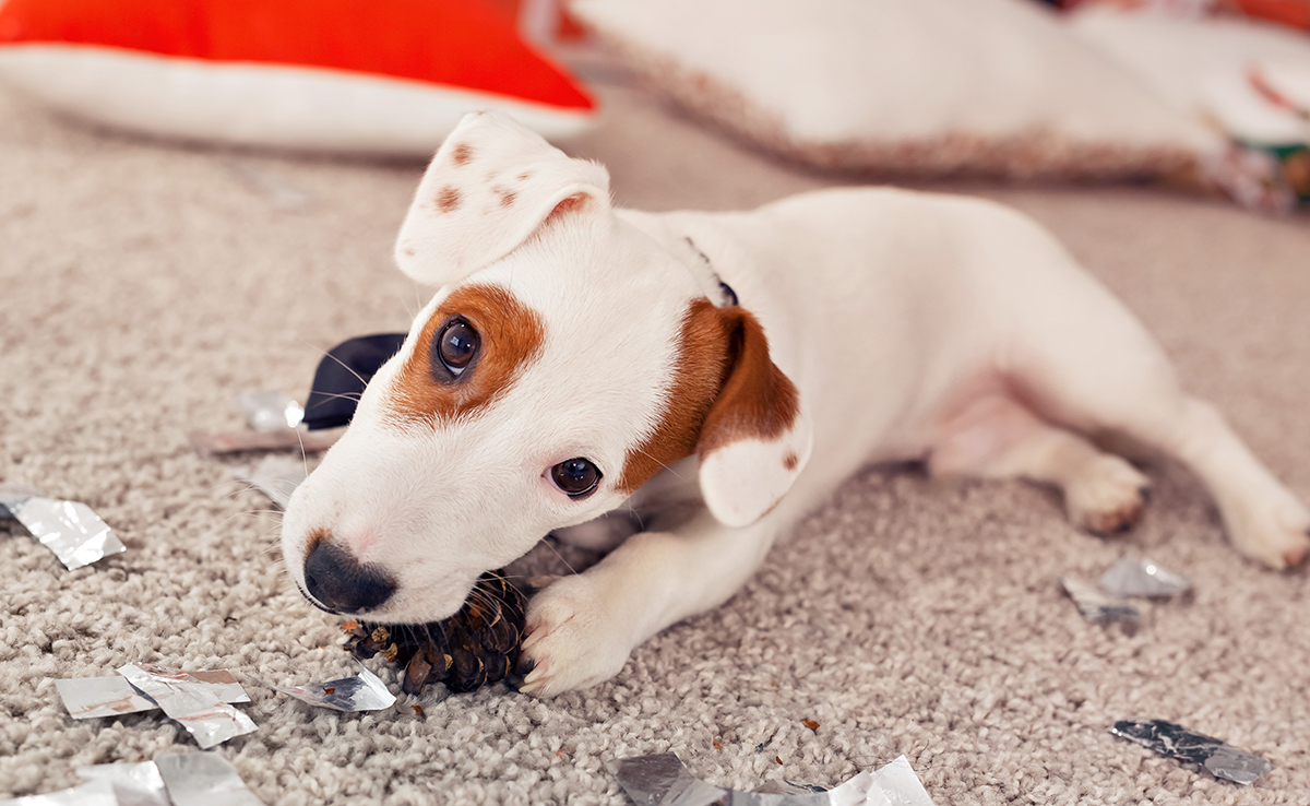 Quels sont les accidents domestiques les plus fréquents chez les animaux de compagnie ?