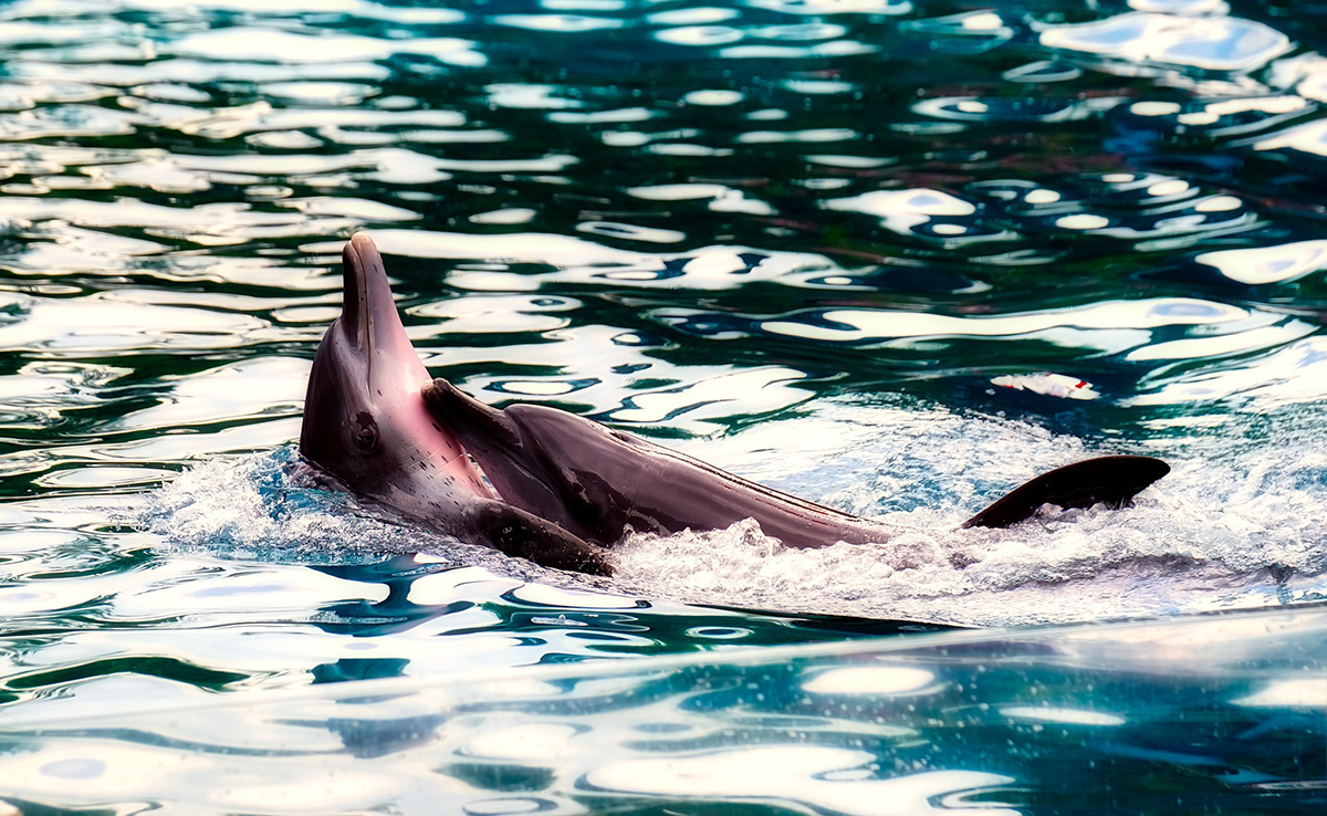 Comment les animaux s'accouplent-ils dans l'eau ?