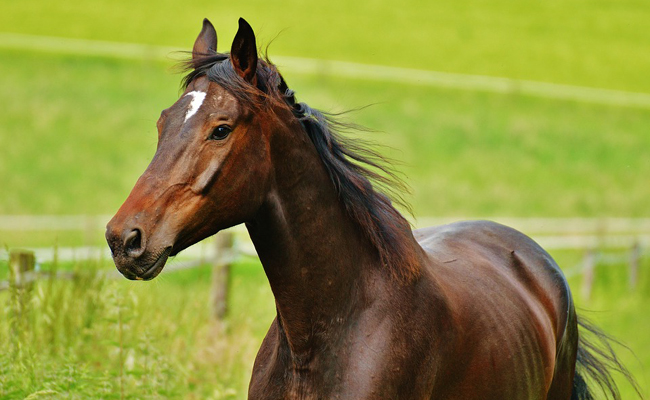 Accueillir et élever un cheval : 6 erreurs à ne pas faire