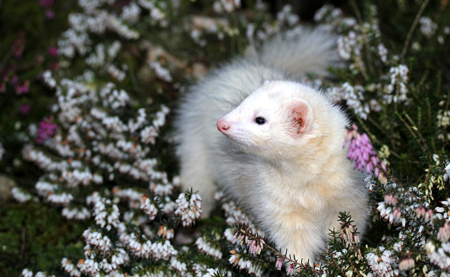 Accueillir et élever un furet : 5 erreurs à ne pas faire