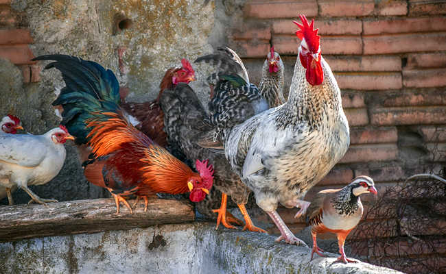 Où acheter ses poules pondeuses ou d'ornement ? Quel coût ?