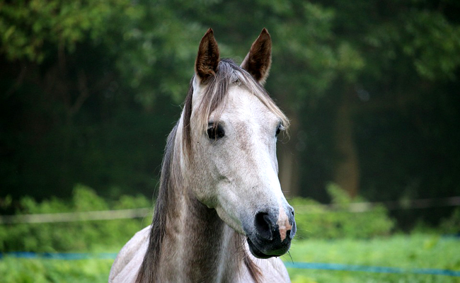 Adopter un cheval : 4 choses à savoir !