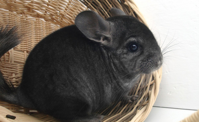 Où adopter ou acheter un chinchilla ?