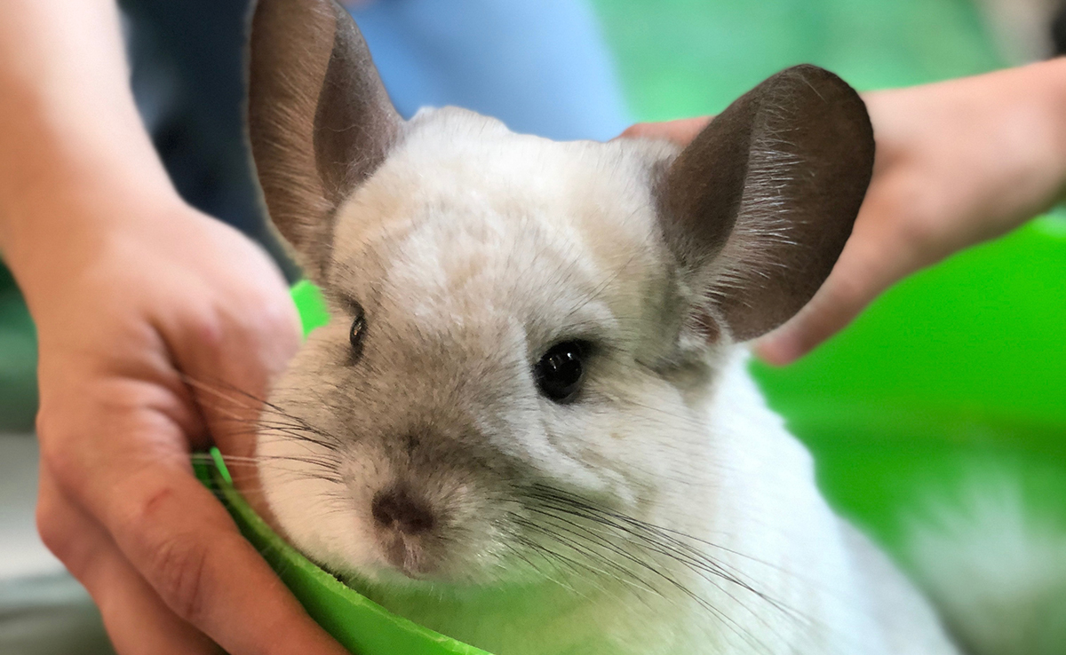 Faut-il adopter un chinchilla mâle ou un chinchilla femelle ?