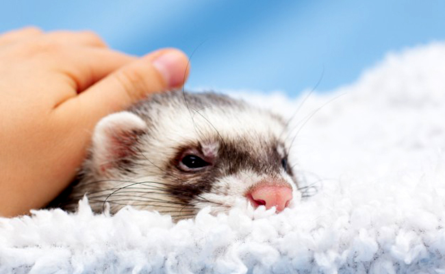 Adopter un furet : 7 choses à savoir !