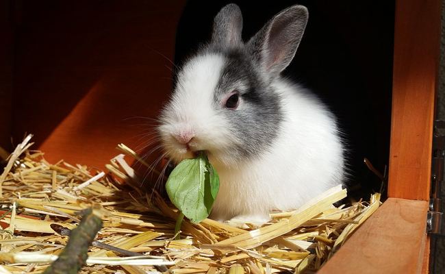 Adopter un lapin : 7 choses à savoir !