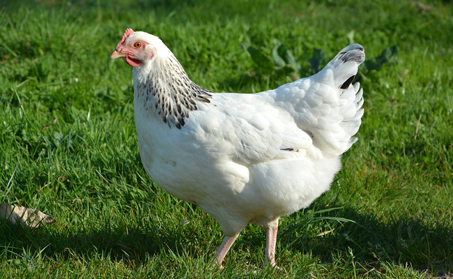 Adopter une poule : 4 choses à savoir !