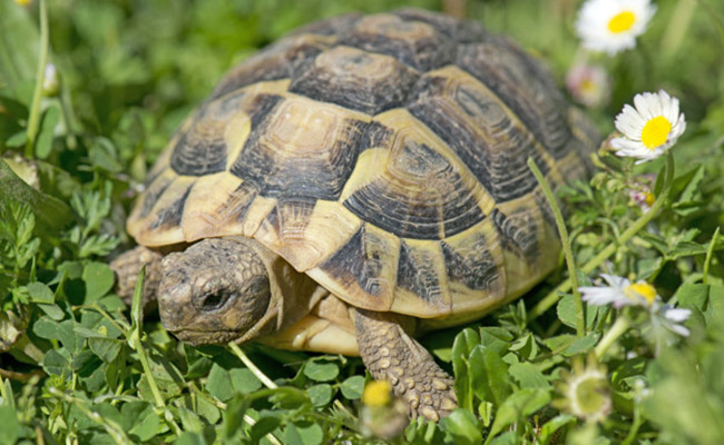 Adopter une tortue : 4 choses à savoir !