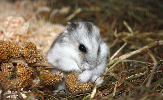 Comment déterminer l'âge d'un hamster ?