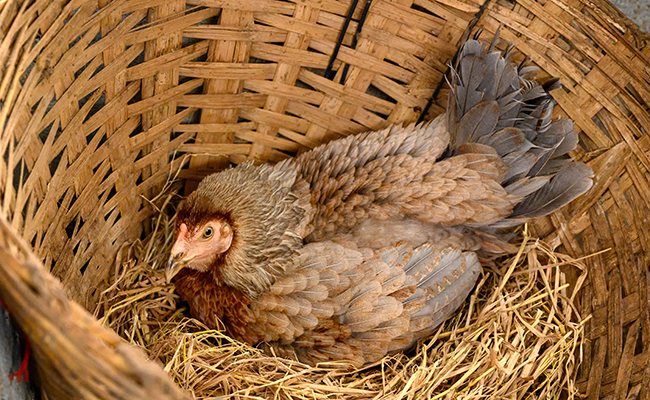 A partir de quel âge une poule commence à pondre ?