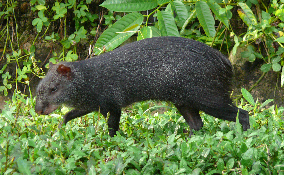 Agouti, gros rongeur terrestre !