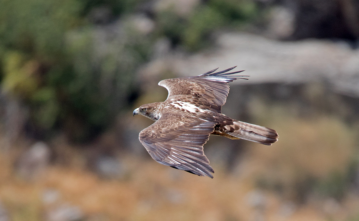 Aigle de Bonelli : qui est-il ? Comment vit-il ?