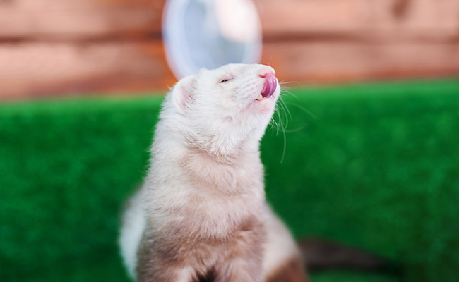 Les aliments dangereux et toxiques pour le furet