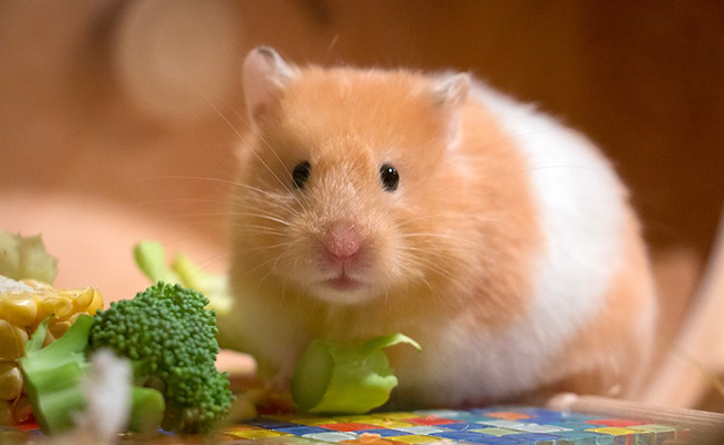 12 aliments toxiques et dangereux pour le hamster