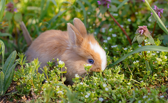 10 aliments toxiques et dangereux pour le lapin