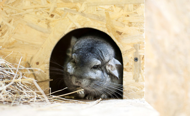 L'alimentation du chinchilla : quelle nourriture lui proposer ?