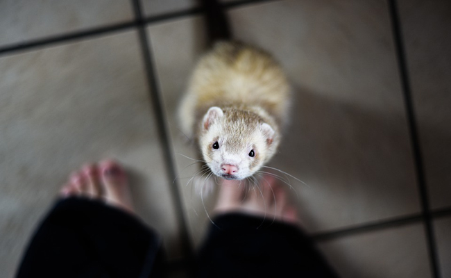 L'alimentation du furet : quelle nourriture lui proposer ?