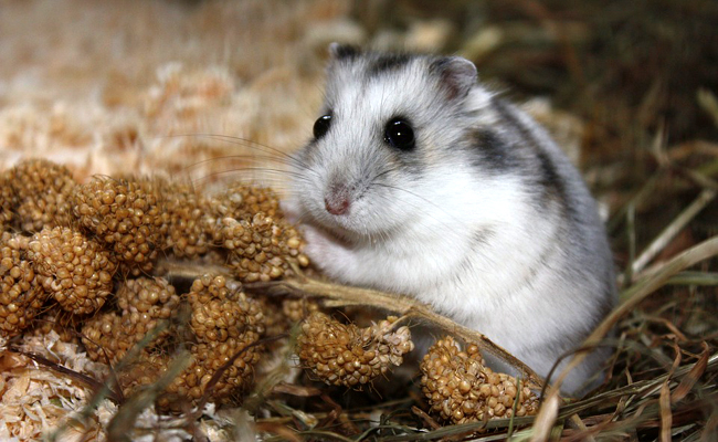 L'alimentation du hamster : quelle nourriture lui proposer ?