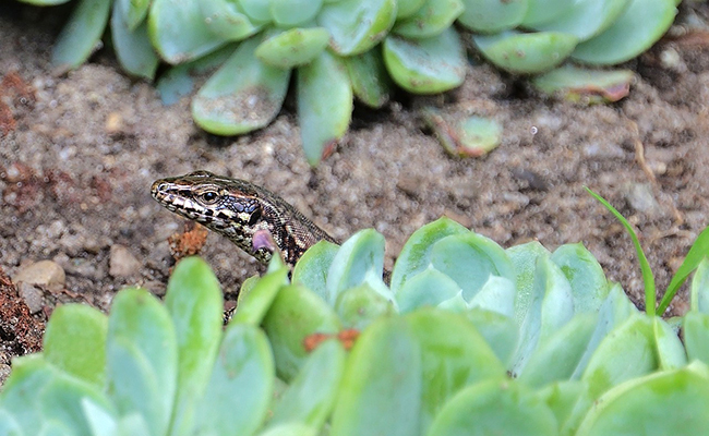 Que mange un lézard ? Tout savoir sur son alimentation