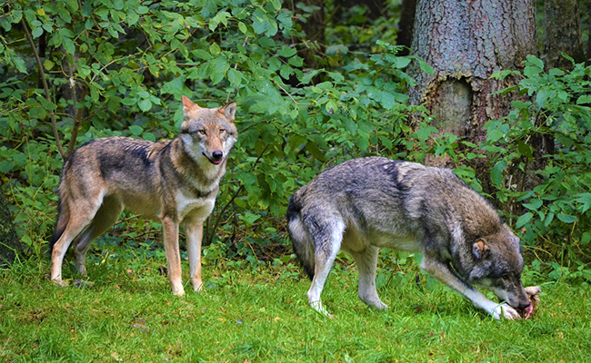 Que mange le loup ? Tout savoir sur son alimentation