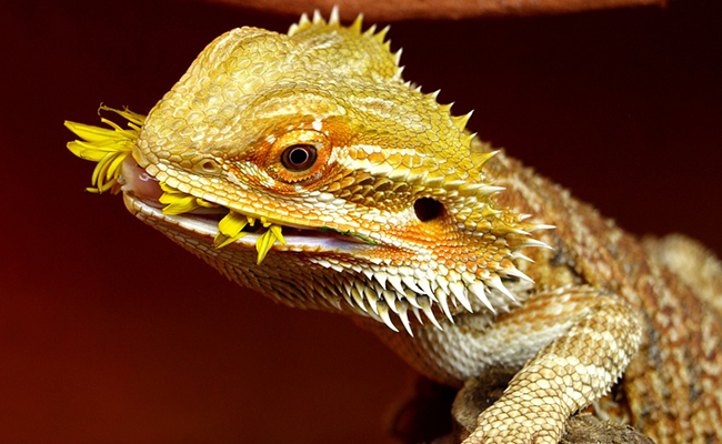 Alimentation du Pogona : quels insectes ou végétaux lui donner à manger ?