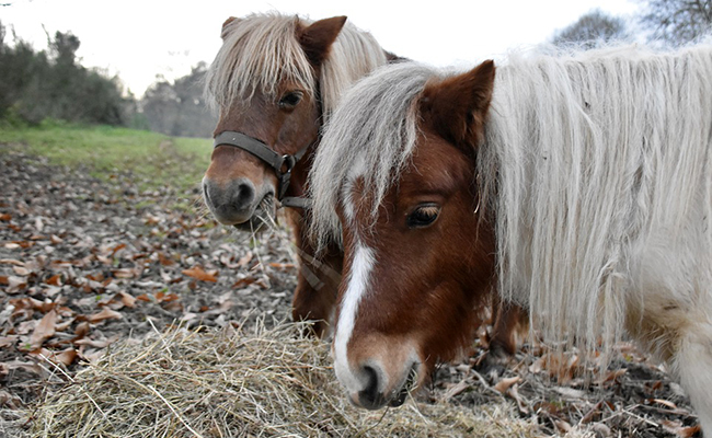 Alimentation du poney : quelle est la meilleure ? Nos conseils