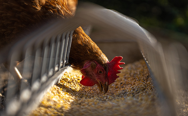 Quelle alimentation pour ses poules pondeuses ?