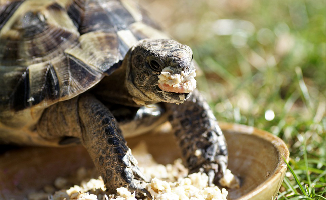 Quelle alimentation pour une tortue terrestre ? Que mange une tortue ?