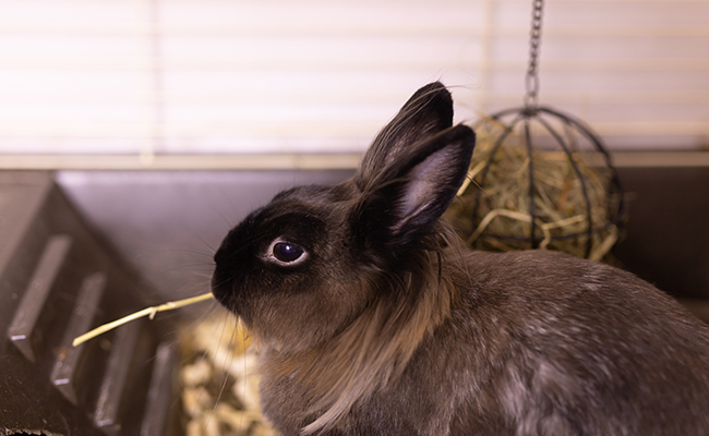 Comment aménager la cage de son lapin ?