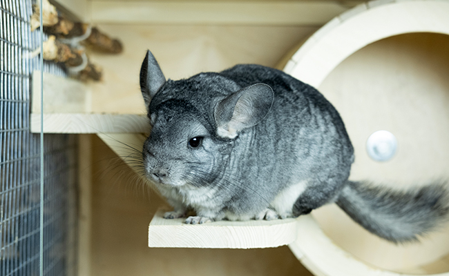 Comment aménager la cage de son chinchilla ?