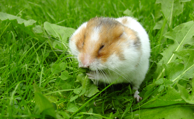 Le hamster doré : qui est-il ? Comment en prendre soin ?