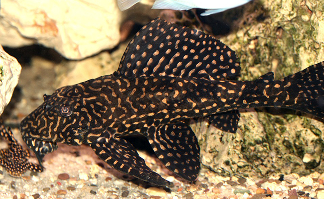 L'ancistrus, poisson régulièrement rencontré dans les aquariums