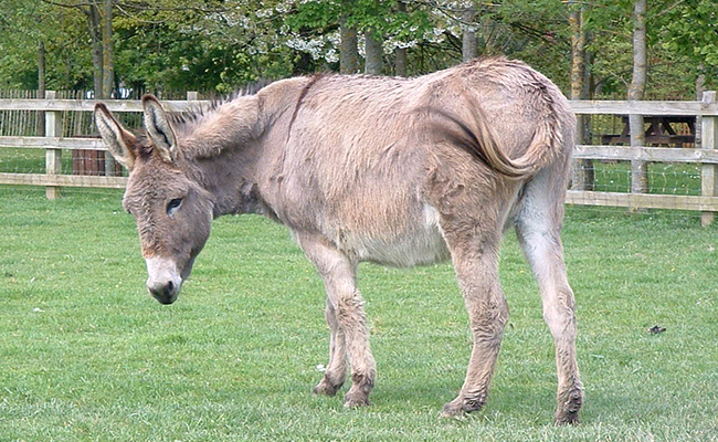 L’âne du Cotentin, un âne d’origine normande