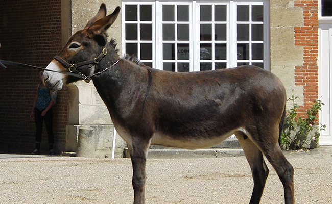 L'âne Normand, de petite taille plutôt trapu