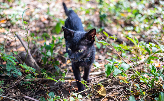 J'ai trouvé un animal abandonné : que faire ?