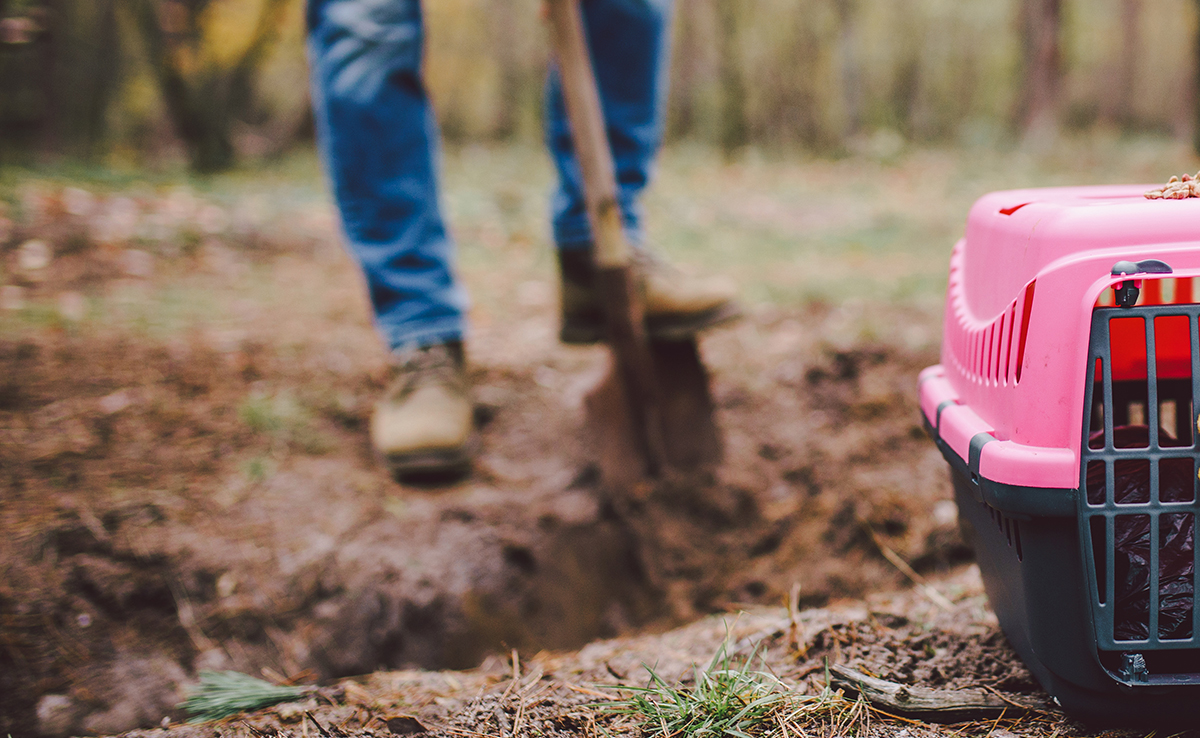 Mon animal de compagnie est mort : que faire de son corps ?