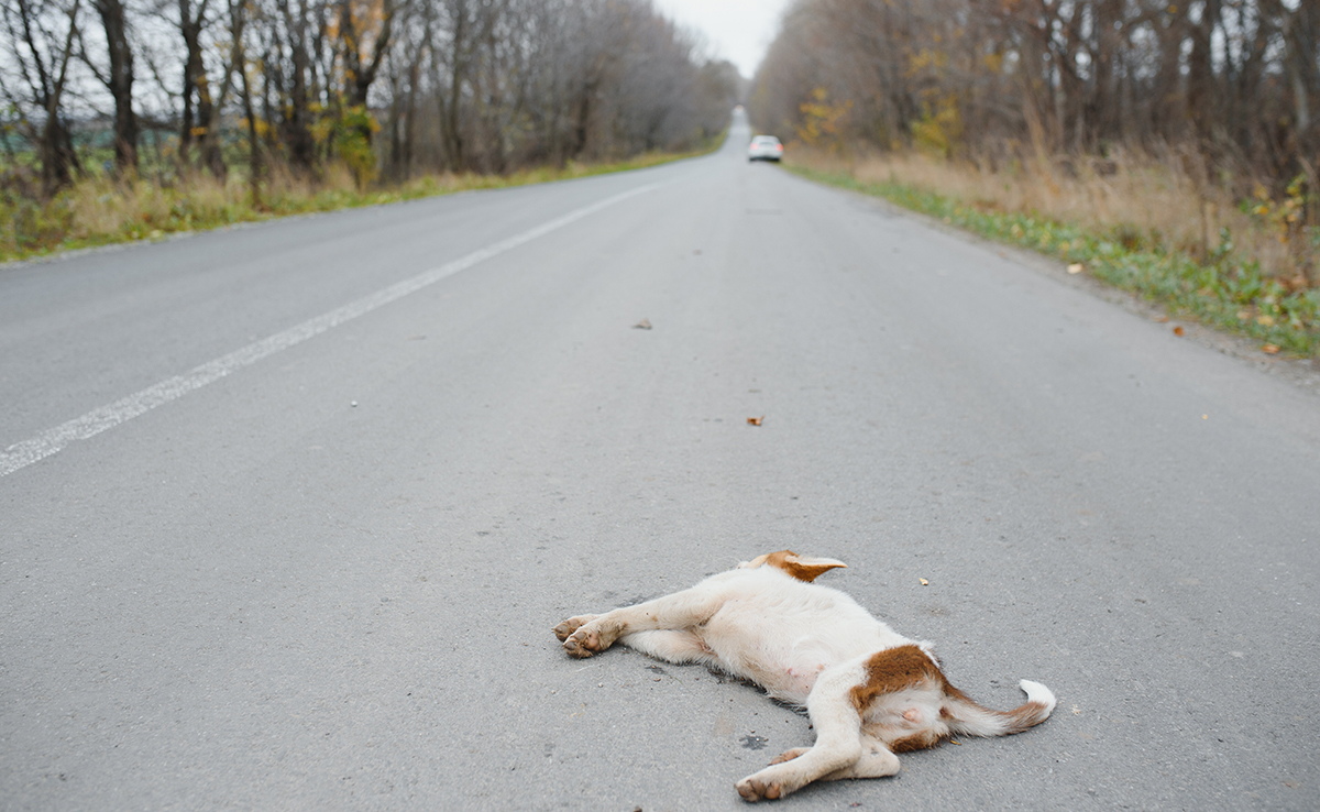 J'ai trouvé un animal mort sur la voie publique : que faire ?