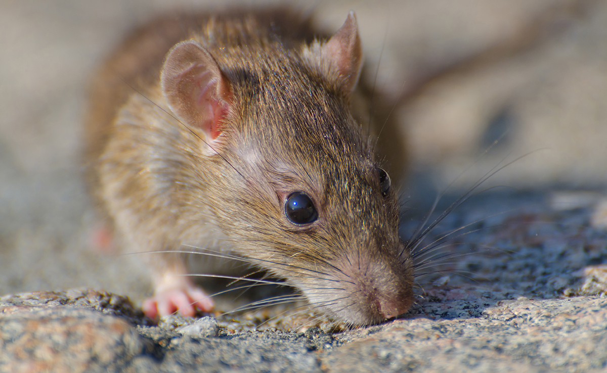 Qu'est-ce qu'un animal nuisible ? Qui le définit comme tel ?