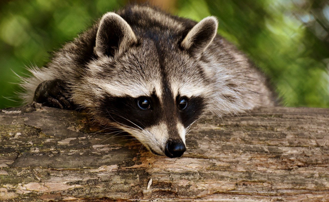 Quelles différences entre un animal à sang froid et un animal à sang chaud ?