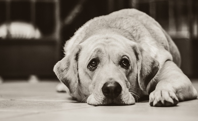 Que risque-t-on quand on abandonne son animal de compagnie ?