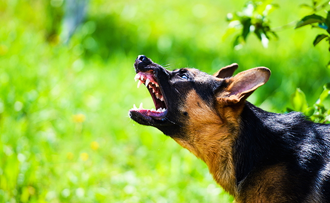 Les animaux peuvent-ils être violents à l'instar des hommes ?