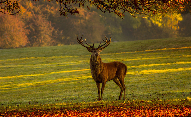 5 animaux à observer pendant vos balades d'automne