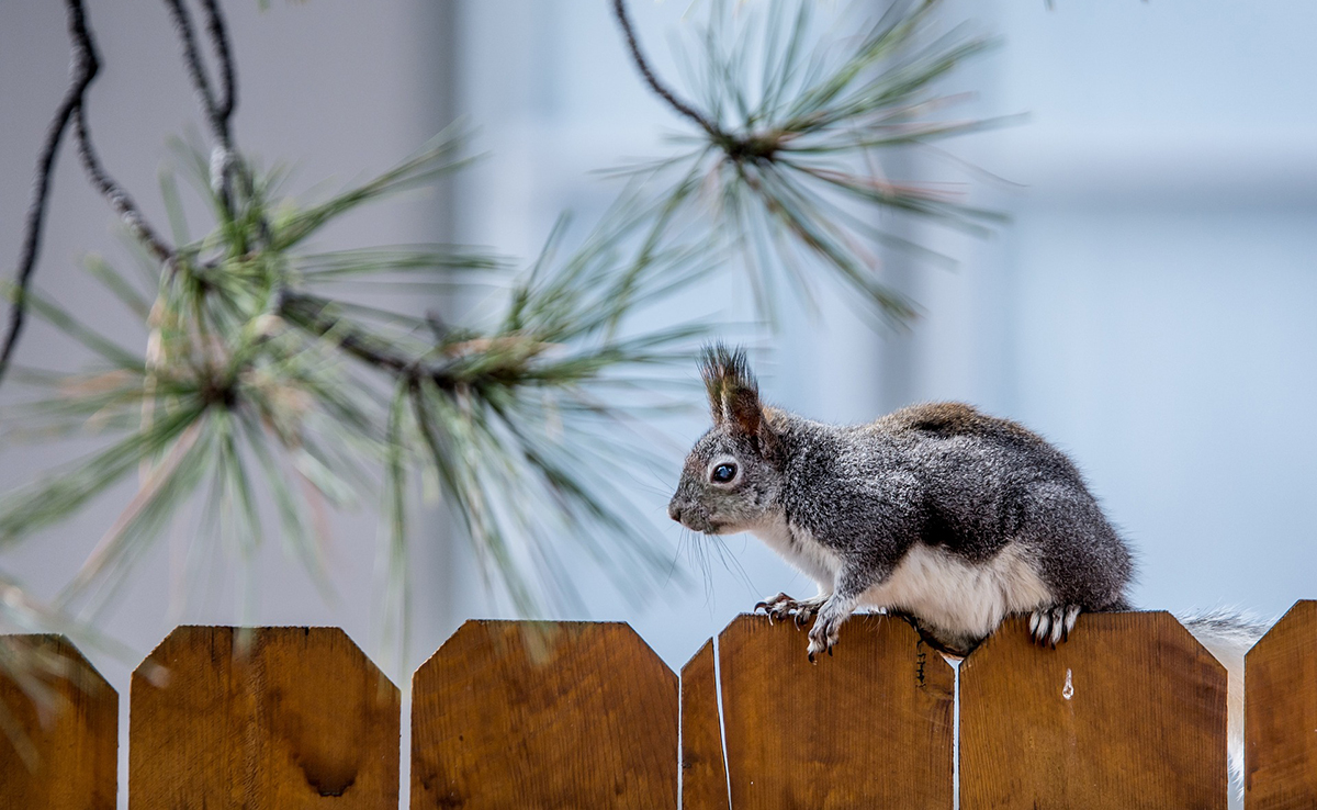 Quels sont les animaux le plus en mesure de s'adapter au changement climatique ?