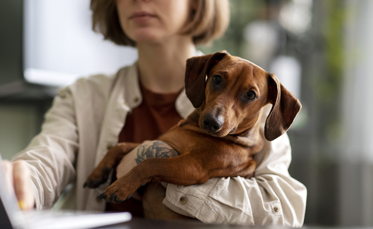 Les animaux de compagnie sont-ils protégés par le droit français ?