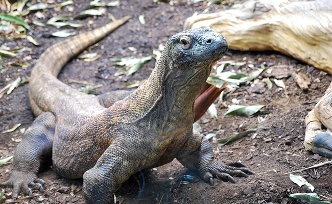 Top 10 des animaux les plus dangereux du monde