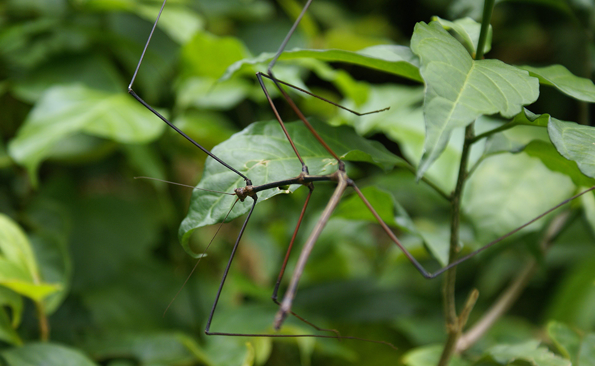 8 animaux qui se déguisent en plantes pour éviter les prédateurs !