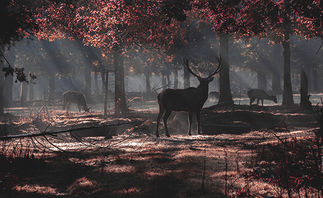 Biche, cerf, sanglier... Quelle utilité dans la forêt ?