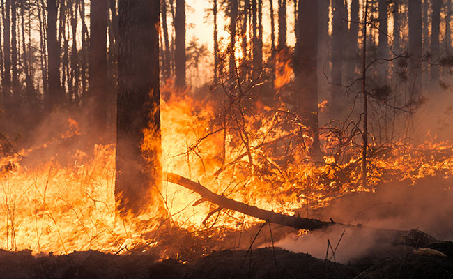 Comment les animaux sauvages font face aux incendies ?